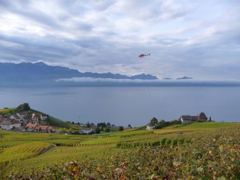 Some vineyards use a helicopter to transport the grapes
